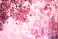 pink cherry blossoms on a tree
